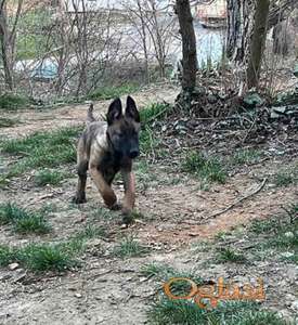 Belgijski Ovčar Malinoa